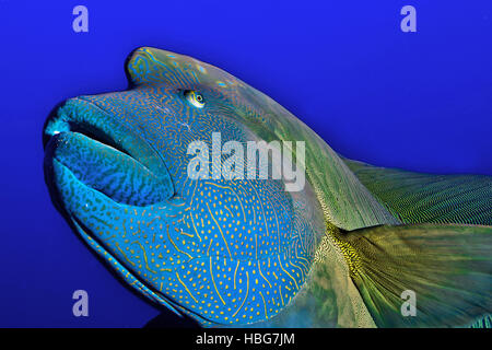 Napoleon Fisch, Beginn Lippfisch (Cheilinus Undulatus), Rotes Meer, Ägypten Stockfoto