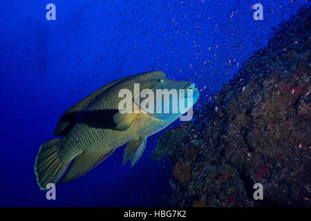 Napoleon Fisch, Beginn Lippfisch (Cheilinus Undulatus), Korallenriff, Rotes Meer, Ägypten Stockfoto