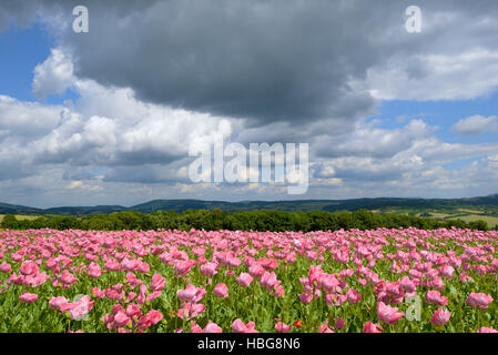 Rosa Schlafmohn (Papaver Somniferum) Feld, Himmel mit Cumulus-Wolken, Hessen, Deutschland Stockfoto
