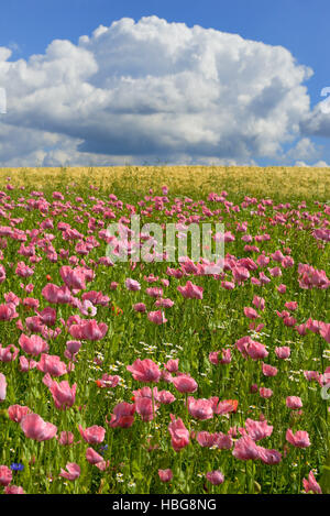 Rosa Schlafmohn (Papaver Somniferum) Feld, blauer Himmel mit Cumulus-Wolken, Hessen, Deutschland Stockfoto