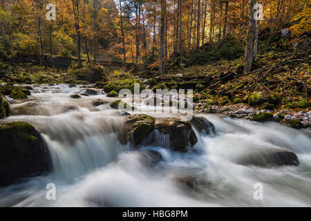 Forest Stream, Hartelsgraben, Nationalpark Gesäuse, Steiermark, Österreich Stockfoto