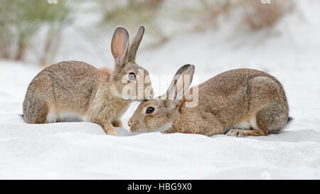 Europäische oder gemeinsame Kaninchen (Oryctolagus Cuniculus), paar auf Ostsee-Dünen, Mecklenburg-Western Pomerania, Deutschland Stockfoto