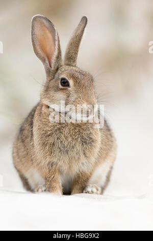 Europäische oder gemeinsame Kaninchen (Oryctolagus Cuniculus), buck auf Ostsee-Dünen, Mecklenburg-Western Pomerania, Deutschland Stockfoto