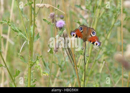 Europäischen gemeinsamen Pfau Stockfoto