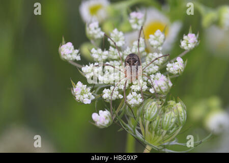 Opiliones Stockfoto