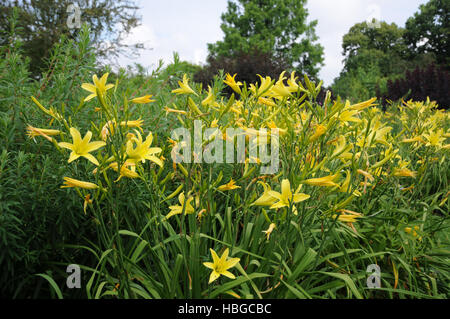 Augustfreude Hemerocallis, Taglilien Stockfoto