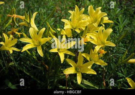 Augustfreude Hemerocallis, Taglilien Stockfoto