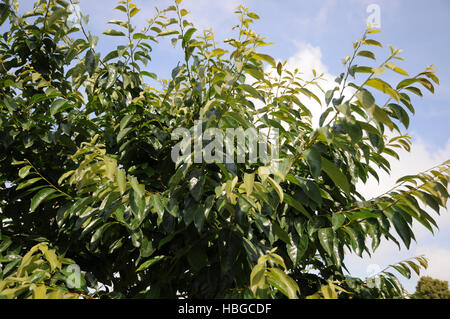 Diospyros Kaki, chinesische Kaki Stockfoto