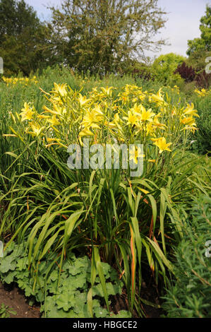 Augustfreude Hemerocallis, Taglilien Stockfoto