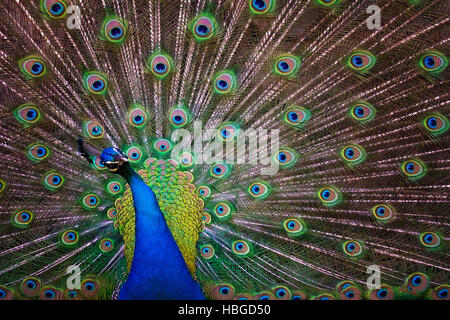 Wunderschöner Pfau Vogel Stockfoto