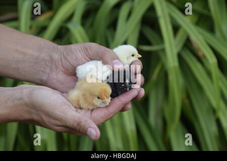 Huhn in der hand Stockfoto