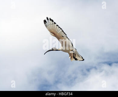 Sacred Ibis im Flug Stockfoto