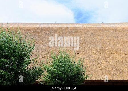 thatched Dach Neubau Stockfoto