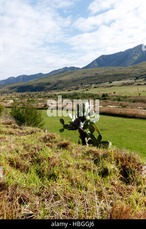 Grüne Thorn Landschaft in Kareedouw Stockfoto