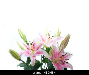 rosa Lilie blumeblumenstrauß Stockfoto