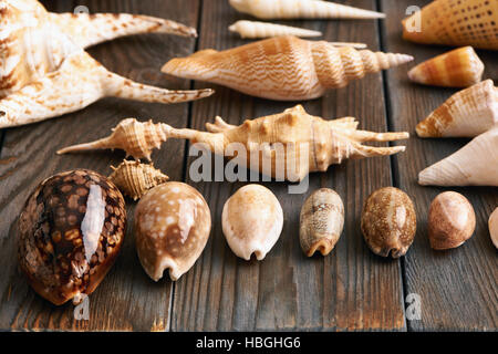 Seashell Kollektion Stockfoto