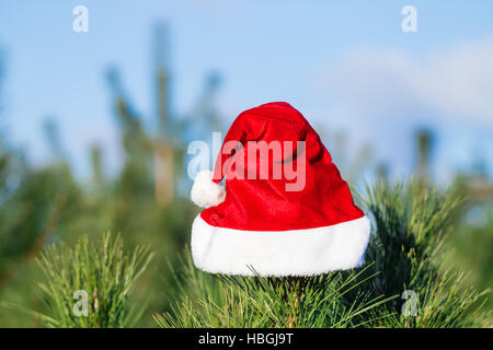 Red Santa Claus Hut auf Tanne Zweig, in Winter Park im Freien, auf blauen Himmelshintergrund Stockfoto