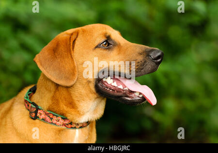 Glücklicher Hund ist eine Nahaufnahme eines eifrigen aufgeregt große Welpen Hund mit seiner Zunge hing aus seinem Mund und einen glücklichen Blick auf seinem Gesicht. Stockfoto