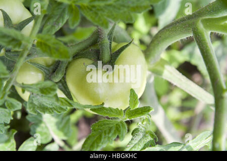 Junge unreife Frucht Tomaten auf den Busch Stockfoto