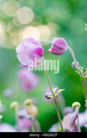 Japanische Anemone rosa Blume, Nahaufnahme Stockfoto