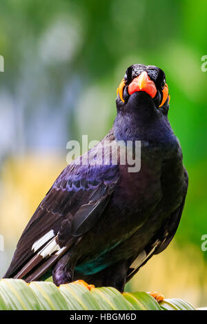 Gemeinsamen Hill Mynah Stockfoto