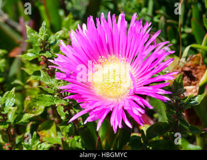 Rosa Blüten (Khoi) Closeup. Stockfoto
