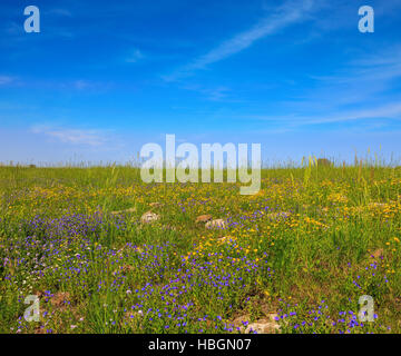 Die blühenden Golan-Höhen Stockfoto