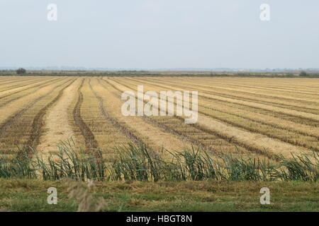 Feld-Reisernte begann. Stockfoto