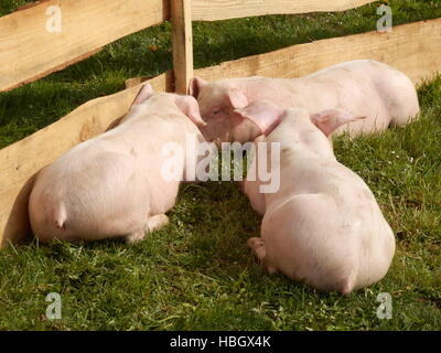 Die drei kleinen Schweinchen Stockfoto