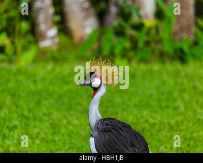 Grey gekrönt Kran in Insel Bali Indonesien Stockfoto