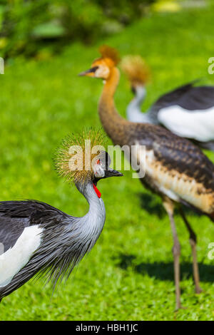 Grey gekrönt Kran in Insel Bali Indonesien Stockfoto