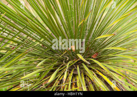 Yucca, Enchanted Rock State Park, Texas Stockfoto