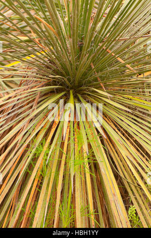 Yucca, Enchanted Rock State Park, Texas Stockfoto