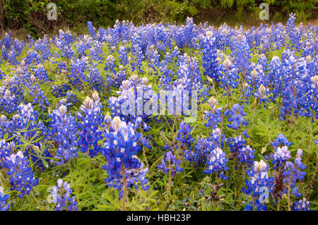 Inks Lake State Park, Texas Texas Bluebonnet Feld Stockfoto