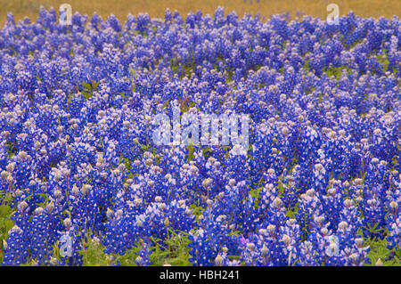 Inks Lake State Park, Texas Texas Bluebonnet Feld Stockfoto