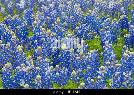 Inks Lake State Park, Texas Texas Bluebonnet Feld Stockfoto