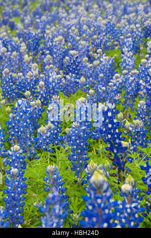 Inks Lake State Park, Texas Texas Bluebonnet Feld Stockfoto