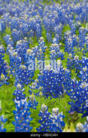 Inks Lake State Park, Texas Texas Bluebonnet Feld Stockfoto