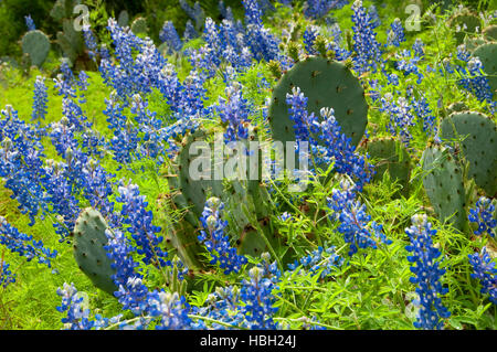 Texas Bluebonnet mit Kaktusfeige, Inks Lake State Park, Texas Stockfoto