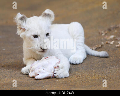 weiße weibliche Löwenjunges im ZOO Magdeburg Stockfoto