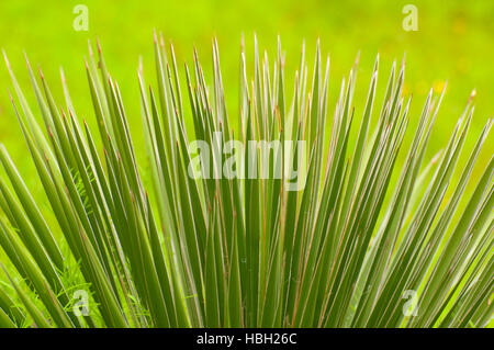 Yucca, Inks Lake State Park, Texas Stockfoto