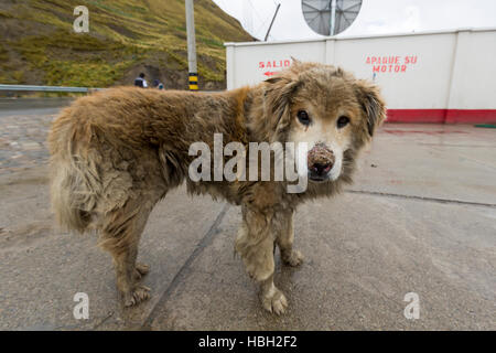 Schmutzige alte Hund schaut in die Kamera, Bolivien Stockfoto