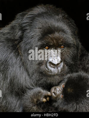 Porträt von Mutter und Baby Berggorillas (Gorilla Beringei Beringei) Stockfoto