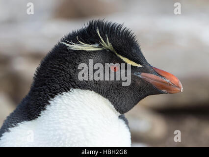 Porträt einer Felsenpinguin (Eudyptes Chrysocome) Stockfoto