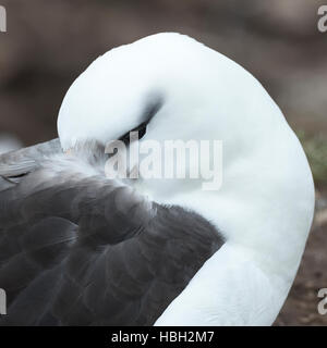 Close Up Black-browed Albatross (Thalassarche Melanophris) Stockfoto