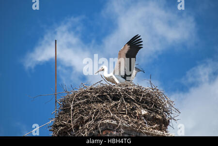 Jungstorch im nest Stockfoto