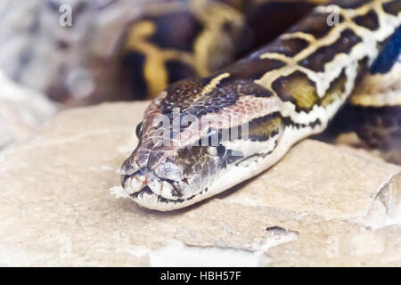 Foto von Python Kopf close up Stockfoto