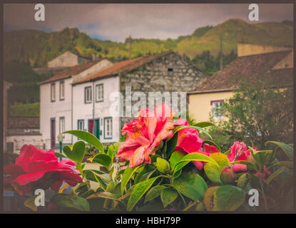 Häuser in Furnas und Rosa Azalee Blumen Stockfoto