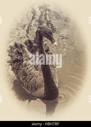 Schwarzer Schwan Stockfoto
