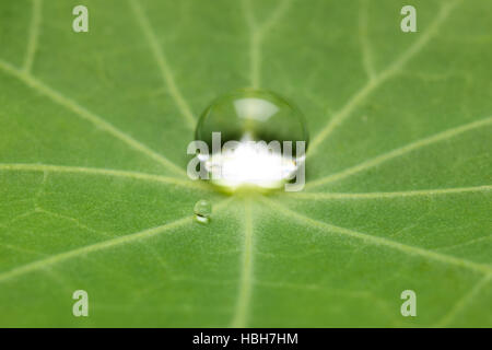 Lotus-Effekt mit Wasser fallen auf Lotusblatt Stockfoto